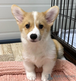 Zdjęcie №1. welsh corgi - na sprzedaż w Wilno | negocjowane | Zapowiedź №119694