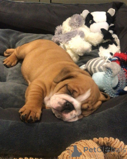 Zdjęcie №3. Englische Bulldoggenwelpen Zur Adoption Verfügbar. Niemcy