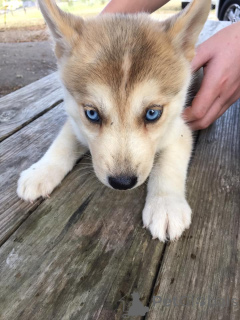 Zdjęcie №4. Sprzedam husky syberyjski w Chambéry. prywatne ogłoszenie - cena - 3492zł