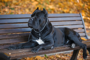 Dodatkowe zdjęcia: Bardzo rasa Cane Corso