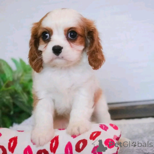 Zdjęcie №2 do zapowiedźy № 137959 na sprzedaż  cavalier king charles spaniel - wkupić się Niemcy hodowca