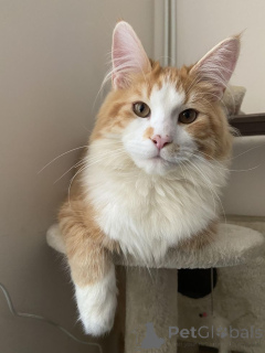 Zdjęcie №2 do zapowiedźy № 157338 na sprzedaż  maine coon - wkupić się Niemcy ze schronu, hodowca