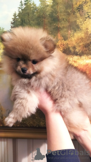 Zdjęcie №4. Sprzedam  w Mińsk. prywatne ogłoszenie - cena - 1196zł