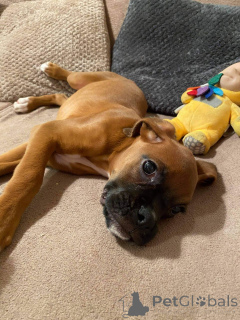 Zdjęcie №2 do zapowiedźy № 159420 na sprzedaż  bokser - wkupić się Belgia prywatne ogłoszenie