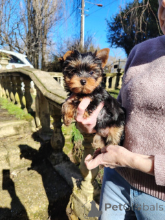 Zdjęcie №1. yorkshire terrier - na sprzedaż w Antwerpia | Bezpłatny | Zapowiedź №165453