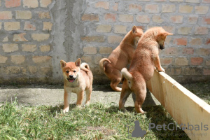 Dodatkowe zdjęcia: Shiba Inu szczenięta