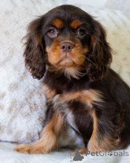 Zdjęcie №1. cavalier king charles spaniel - na sprzedaż w Flims | 2631zł | Zapowiedź №157766