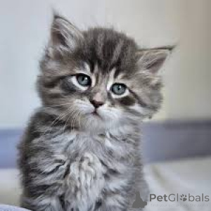 Zdjęcie №3. Sibirische Kätzchen zu verkaufen. Finlandia