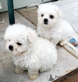 Zdjęcie №3. Reinrasige malteserwelpen. Niemcy