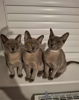 Zdjęcie №1. kot burmski - na sprzedaż w Używane | 1674zł | Zapowiedź № 154587