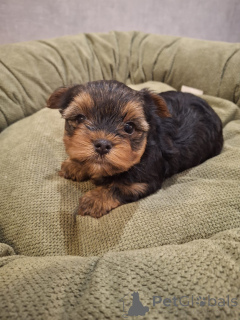 Zdjęcie №3. Rasowe szczenięta Shih Tzu. Estonia