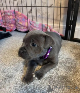 Zdjęcie №1. amerykański pitbulterier - na sprzedaż w Arizona City | negocjowane | Zapowiedź №166071