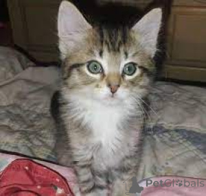 Zdjęcie №3. Ęgyptische Mau-Kätzchen zu verkaufen. Francja