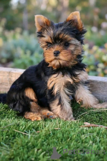 Zdjęcie №1. yorkshire terrier - na sprzedaż w Charleroi | Bezpłatny | Zapowiedź №175686