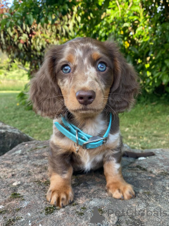 Zdjęcie №1. jamnik - na sprzedaż w Alpbach | Bezpłatny | Zapowiedź №167171