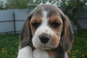 Zdjęcie №2 do zapowiedźy № 2305 na sprzedaż  beagle (rasa psa) - wkupić się Białoruś od żłobka