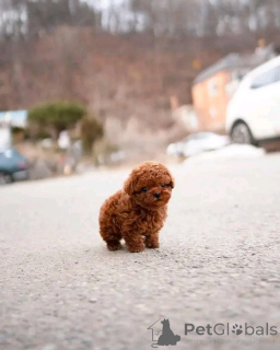 Zdjęcie №1. pudel (zabawka) - na sprzedaż w Berlin | 2392zł | Zapowiedź №137175