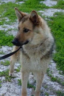 Zdjęcie №1. pies nierasowy - na sprzedaż w Ryazan | Bezpłatny | Zapowiedź №72142