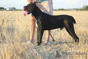 Dodatkowe zdjęcia: Kobieta Cane Corso