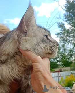 Zdjęcie №4. Sprzedam maine coon w Roslavl. od żłobka - cena - 4066zł