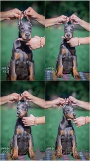 Zdjęcie №1. doberman - na sprzedaż w Loznica | negocjowane | Zapowiedź №113674