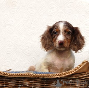 Zdjęcie №2 do zapowiedźy № 134783 na sprzedaż  otterhound - wkupić się Serbia 