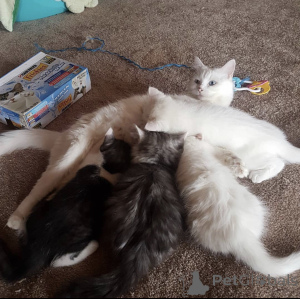 Zdjęcie №2 do zapowiedźy № 93599 na sprzedaż  turecka angora - wkupić się Niemcy prywatne ogłoszenie, hodowca