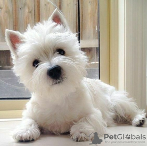 Zdjęcie №3. Kauniita länsiylämaanterrieripentuja. Finlandia