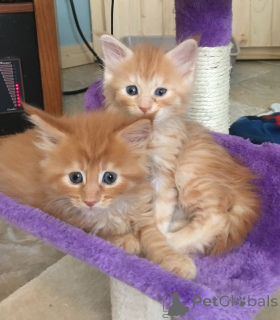 Zdjęcie №1. maine coon - na sprzedaż w Alain | 1913zł | Zapowiedź № 157780