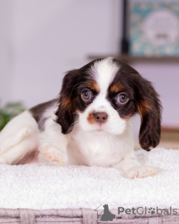 Zdjęcie №3. Przywitaj się z Daisy, najsłodszą małą damą o sercu tak ciepłym jak jej uśmiech!. Islandia