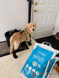 Zdjęcie №3. Szczenięta Golden Retriever Lojalne, delikatne i przyjazne rodzinie. Belgia