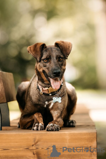 Zdjęcie №2 do zapowiedźy № 150156 na sprzedaż  pies nierasowy - wkupić się Federacja Rosyjska 