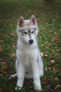 Zdjęcie №2 do zapowiedźy № 3647 na sprzedaż  husky syberyjski - wkupić się Federacja Rosyjska hodowca