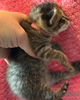 Zdjęcie №1. kot bengalski - na sprzedaż w Monachium | 1866zł | Zapowiedź № 150610