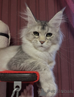 Zdjęcie №4. Sprzedam maine coon w Erba. prywatne ogłoszenie - cena - negocjowane