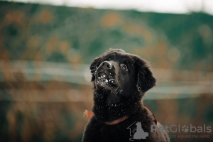 Zdjęcie №2 do zapowiedźy № 37070 na sprzedaż  mongolski buriacki wilczarz - wkupić się Federacja Rosyjska od żłobka, hodowca