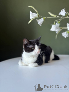 Zdjęcie №1.  - na sprzedaż w Mińsk | Bezpłatny | Zapowiedź № 166022