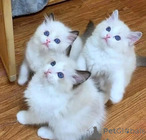 Zdjęcie №1. ragdoll - na sprzedaż w Frankfurt | negocjowane | Zapowiedź № 162880