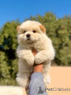 Zdjęcie №3. Chow Chow-puppy's te koop. Holandia