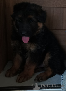Zdjęcie №3. Owczarek niemiecki długowłosy. Polska