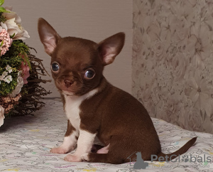 Dodatkowe zdjęcia: Chihuahua Chocolate Mini Boy