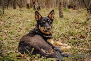 Zdjęcie №4. Sprzedam pies nierasowy w Москва. ze schronu - cena - Bezpłatny