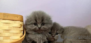 Zdjęcie №3. Wunderschöne reinrassige Scottish Fold Langhaar-Kätzchen. Niemcy