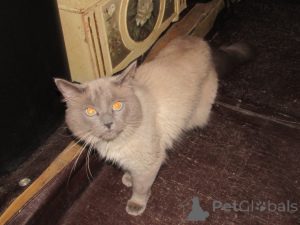 Zdjęcie №3. Ragdolls na sprzedaż. USA