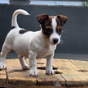 Zdjęcie №1. jack russell terrier - na sprzedaż w Praga | negocjowane | Zapowiedź №171877