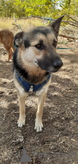 Zdjęcie №2 do zapowiedźy № 127435 na sprzedaż  pies nierasowy - wkupić się Federacja Rosyjska prywatne ogłoszenie