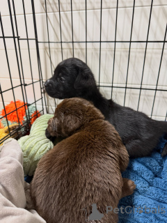 Zdjęcie №2 do zapowiedźy № 171252 na sprzedaż  labrador retriever - wkupić się Niemcy hodowca