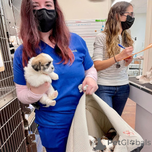 Zdjęcie №2 do zapowiedźy № 161565 na sprzedaż   - wkupić się Federacja Rosyjska 