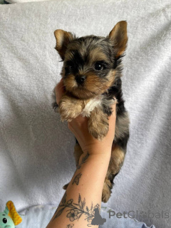 Zdjęcie №3. Poznaj nasze urocze 10-tygodniowe szczenięta yorków. Skontaktuj się z firmą. Finlandia