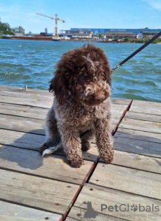 Zdjęcie №3. Szczenięta Lagotto Romagnolo. Serbia